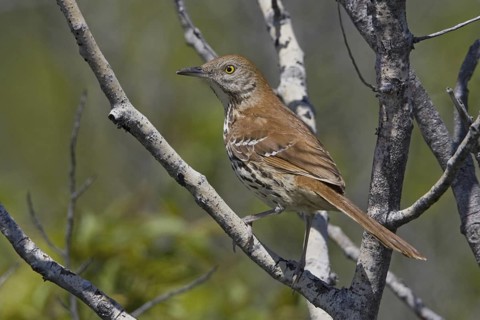 Brown Thrasher (Toxostoma rufum), Ontario, Canada