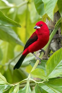 Brazilian Tanager (Ramphocelus bresilius) perched on a branch in the Atlantic Rainforest of Brazil
