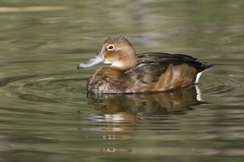 Rosy-billed Pochard (Netta peposaca) female, Arizona, USA