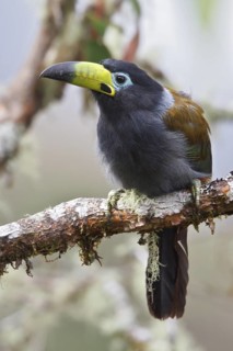 Hooded Mountain Toucan (Andigena cucullata) perched on a branch in Bolivia, South America