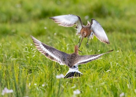 Two black-tailed godwits (Limosa limosa) in a wild territorial fight on a wet meadow, Dümmer nature