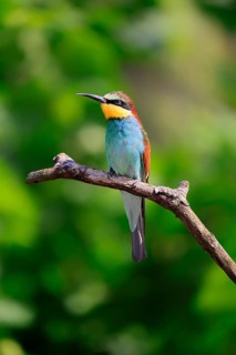 European bee-eater (Merops apiaster), adult, perch, alert, Rhineland-Palatinate, Germany