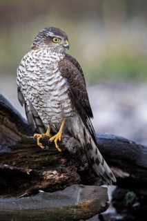 Eurasian Sparrowhawk (Accipiter nisus) female perched on a branch, Saxony-Anhalt, Germany