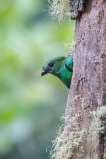 Resplendent Quetzal (Pharomachrus mocinno) perched on a branch at its nest in Costa Rica
