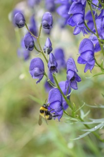 Tauern Monkshood (Aconitum tauricum), Hohe Tauern National Park, Zell am See, Salzburg, Austria