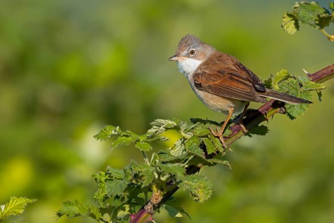 Common whitethroat (Sylvia communis), Fauvette grisette, Curruca Zarcera, Songbird, Shrub Wren,