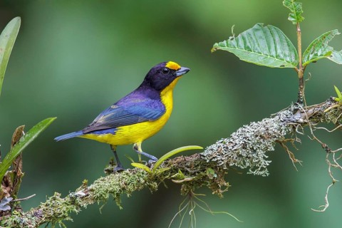 Violaceous Euphonia (Euphonia violacea) perched on a branch in the Atlantic rainforest of southeast