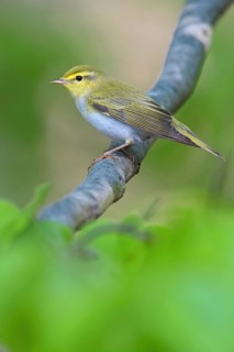 Wood warbler, (Phylloscopus sibilatrix), animals, birds, biotope, perch, songbirds, family of