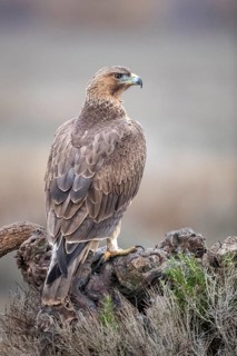 Bonelli's Eagle (Aquila fasciata) juvenile, Castile-La Mancha, Spain