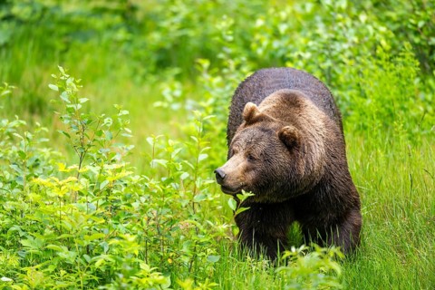 Eurasian brown bear (Ursus arctos arctos) walking on a meadow, Bavarian Forest, Bavaria, Germany