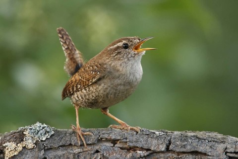 Eurasian Wren (Troglodytes troglodytes) singing, Rhineland-Palatinate, Germany