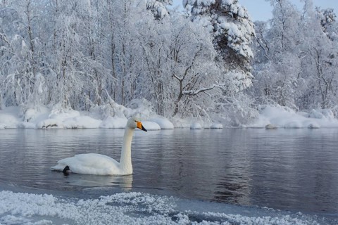 Whooper Swan (Cygnus cygnus), Finland