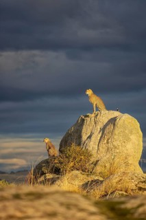 Cheetah (Acinonyx jubatus) pair in sunset on rocks in grassland, Castile-La Mancha, Spain