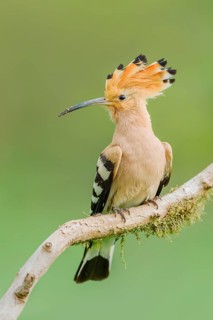 Wiedehopf, Upupa epops Eurasian hoopoe, Upupa epops