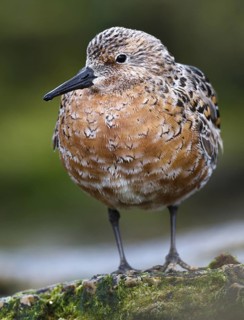 Red Knot (Calidris canutus), Asturias, Spain