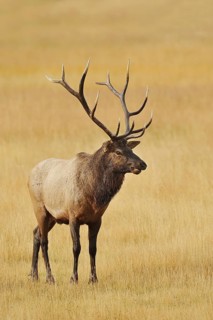 Wapiti (Cervus canadensis, Cervus elaphus canadensis), male, Yellowstone National Park, Wyoming,