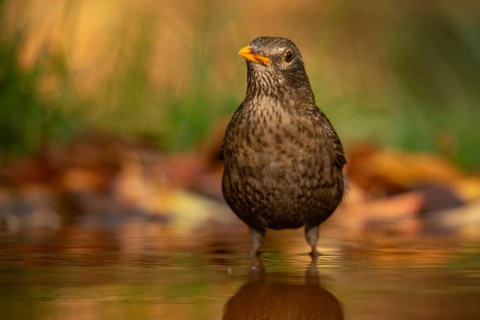 A common blackbird, known for its striking appearance, stands in shallow water surrounded by autumn