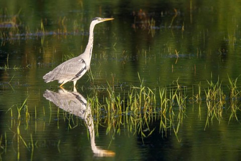 Grey Heron (Ardea cinerea) foraging, North Rhine-Westphalia, Germany