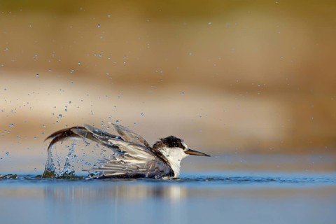 Oriental Tern, (Sterna saundersii), Sterna saundersi, Tern bathing in water, Animals, Birds, Terns,