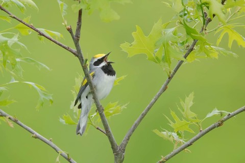 Golden-winged Warbler (Vermivora chrysoptera) male singing, Minnesota, USA