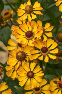 Sunflower (Helenium 'Rauchtopas'), RHS Garden Bridgewater, Great Britain