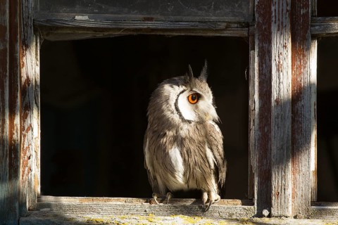 Southern White-faced Owl (Ptilopsis granti) captive, Germany