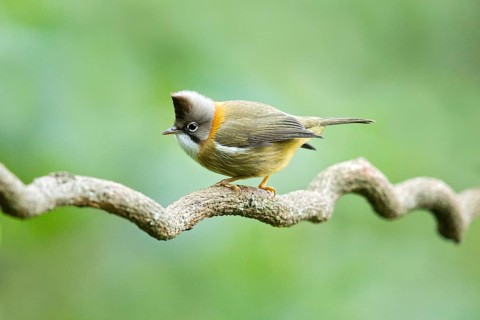 Whiskered Yuhina (Yuhina flavicollis), Yunnan, China