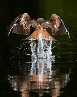 Red Kite (Milvus milvus) hunting, Mecklenburg-Western Pomerania, Germany