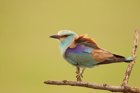 European Roller (Coracias garrulus) female perched on a branch, Serbia