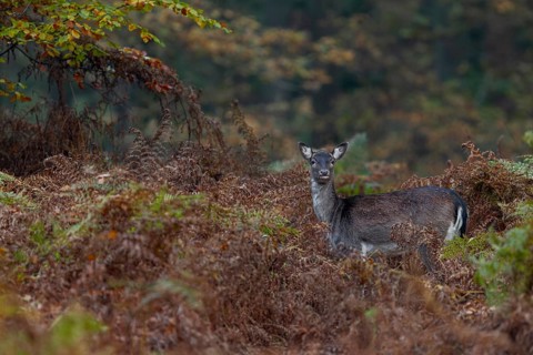 It is the end of October and the fallow deer rut is drawing to a close, the bracken is brown and