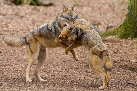 Two wolves stand close to each other in the forest, in a playful encounter full of movement, Wolf
