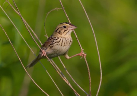 Henslow's Sparrow (Ammodramus henslowii), Ohio, USA