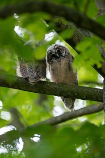 Long-eared owl (Asio otus), two young birds, nest fledglings, Bottrop, Ruhr area, North