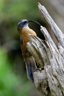 Dünnschnabelsäbler (Pomatorhinus superciliaris forresti) perched on a log, Yunnan, China