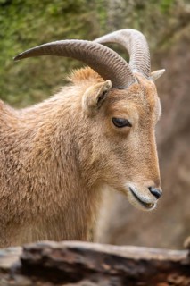 Barbary sheep (Ammotragus lervia) buck, portrait, Germany