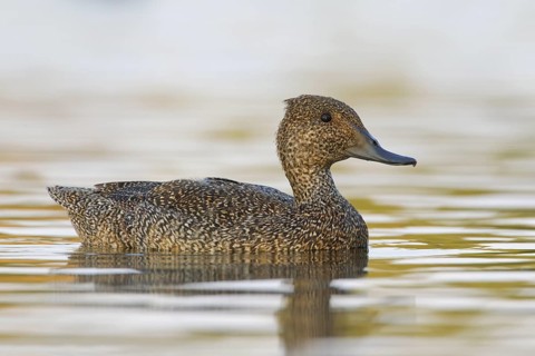 Freckled Duck (Stictonetta naevosa) female, Victoria, Australia