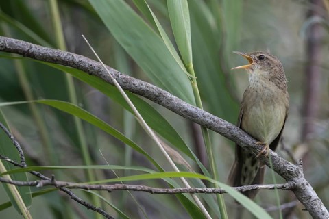 Common Grasshopper Warbler (Locustella naevia) singing, Mecklenburg-Western Pomerania, Germany