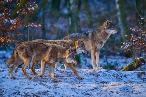 Two wolves running in the snow through the winter forest, Winter, Wolf (Canis lupus), Germany