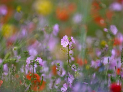 Species-rich colourful flowering meadow with musk mallow (Malva moschata) and poppy (Papaver