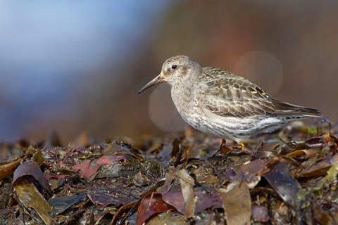 Purple Sandpiper (Calidris maritima), Myvatn, Iceland