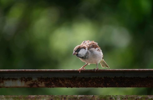 A house sparrow (Passer domesticus), Gazipur, Bangladesh