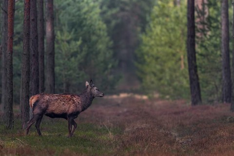 About a fortnight ago, the red deer (Cervus elaphus) shed its antlers, shedding time, antler loss,