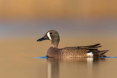 Blue-winged Teal (Anas discors) swimming in a pond in Manitoba, Canada
