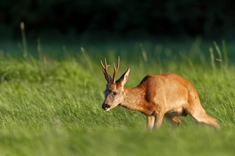 Roebuck (Capreolus capreolus) standing wet in a meadow, letting water, peeing, leaf time, mating