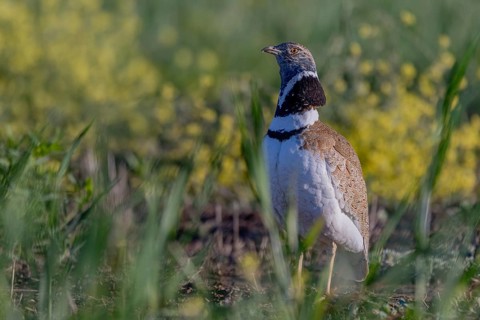 Little bustard (Tetrax tetrax), male, courtship display, Catalonia, Spain