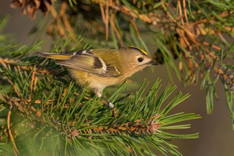 Wintergoldhähnchen, Goldcrest, Regulus regulus, Roitelet huppé, Reyezuelo Sencillo