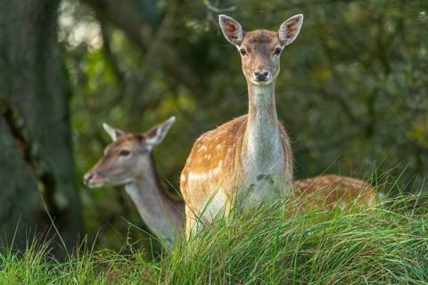 Fallow deer (dama dama), male, deer, Zandvoort, North Holland, Netherlands