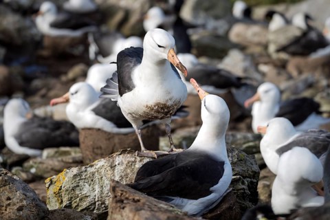 Black-browed albatross (Thalassarche melanophris), pair during courtship behaviour in breeding