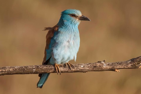 European Roller (Coracias garrulus), perched on a branch, Castile-La Mancha
