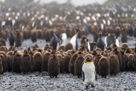 King Penguin (Aptenodytes patagonicus), adult bird in moulting plumage standing in front of a group